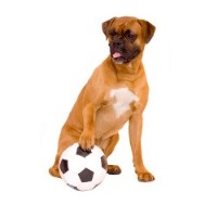 Pet Patter Sedgley West Midlands Logo 