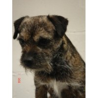 The Grooming Room Linwood Renfrewshire Logo 