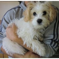 Canada Farm Bathing And Grooming Salon Dartford Kent Logo 