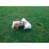 Chelsea Dog Walker London Greater London Logo 