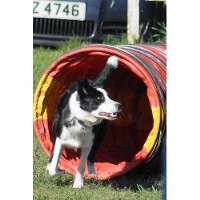 Animal Magic Chesterfield Derbyshire Logo 