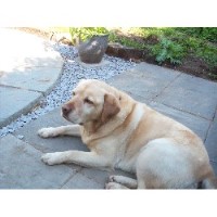 Fur Ur Pets Burton On Trent Staffordshire Logo 