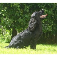 Happywoofers Poole Dorset Logo 