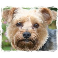 Mobile Dog Groomer Nottingham Nottinghamshire Logo 