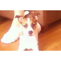 Mr Waggies Tyldesley, Manchester Lancashire Logo 