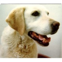 Big Paws Little Paws Dog Walking & Pet Taxi Old Knebworth Hertfordshire Logo 