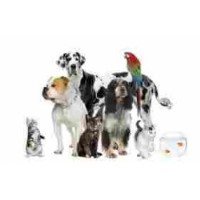 Pets And Paws Burntwood Staffordshire Logo 