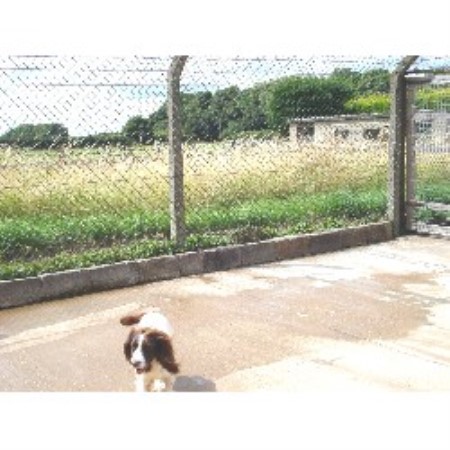 Uplands Farm Boarding Kennels & Cattery