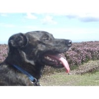 Chez Jasper Pet Services Middlesbrough North Yorkshire Logo 