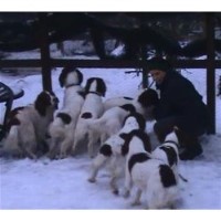 Craigelachie Gundogs Rothbury Northumberland Logo 