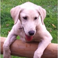 Allywags Petersfield Hampshire Logo 