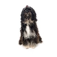 Grooming By Julie Prenton Merseyside Logo 