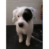 Sara's Furry Tails Frodsham Cheshire Logo 