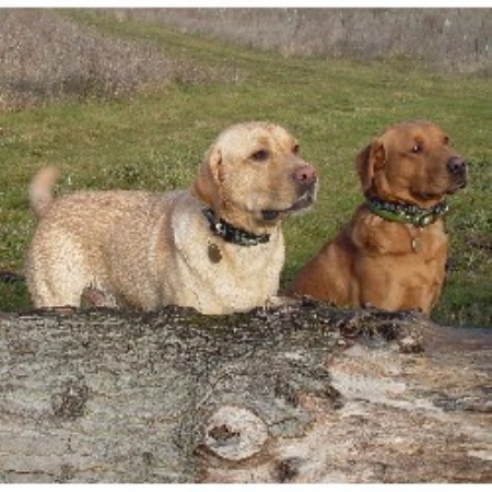 Dog Holiday Care & Walking