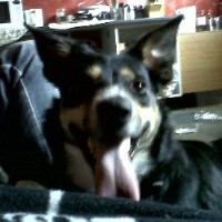 Fetch! Gwent Dog Walking Blackwood Caerphilly Logo 