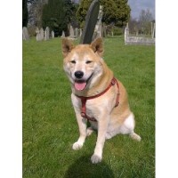 Dog Massage Newmarket Suffolk Logo 