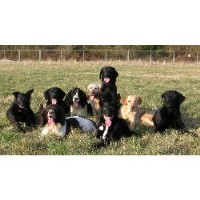 Sealsun Gundogs Fleet Hampshire Logo 