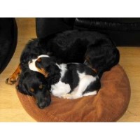 Scissorsitters.Dog  Home Boarding Liskeard Cornwall Logo 