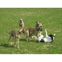 Sophie Maylam / Dogminds Maidstone Kent Logo 