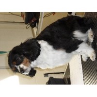 Lulus Grooming Palour Camberley Surrey Logo 