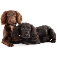 Canine Care Uk Frinton-On-Sea Essex Logo 