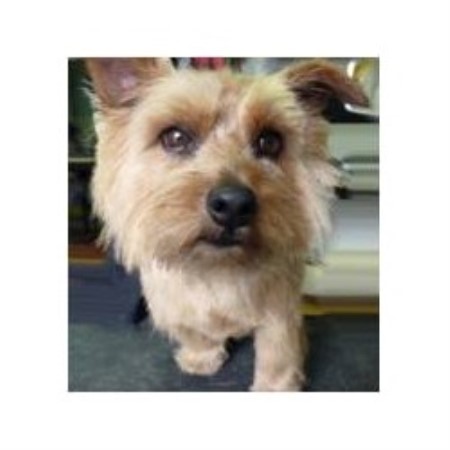 Greenfields Grooming Parlour