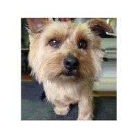 Greenfields Grooming Parlour Nordelph Norfolk Logo 