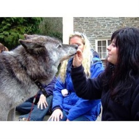 Claverdon Pet Services