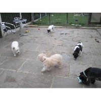 Woof You Were Here! Alfreton Derbyshire Logo 