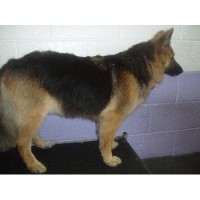 Barks N Bubbles Melton Mowbray Leicestershire Logo 