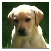 Cottage Canines Whitwell Isle Of Wight Logo 