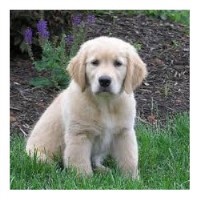 Canvey K9 Grooming Canvey Island Essex Logo 