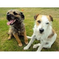 Appy Paws Dawlish Devon Logo 