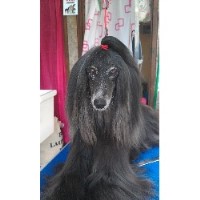 Groom Dog Dorchester Dorset Logo 