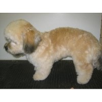 Lechlade Dog Grooming Lechlade Gloucestershire Logo 