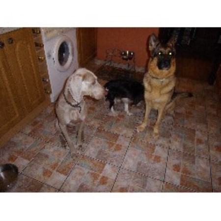 Patriot Dog Training Coupons near me in Bulverde | 8coupons In The Dog House Canvey Island, Essex SS8 7SD
