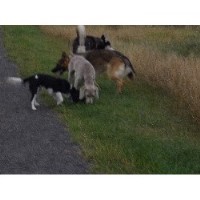 In The Dog House Canvey Island Essex Logo 