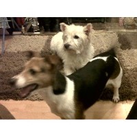 Woofie Walkies Whitley, Reading Berkshire Logo 