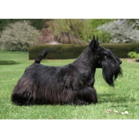 Glenheath Dog Groming