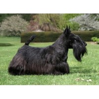 Glenheath Dog Groming Kingswinford West Midlands Logo 