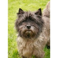 The Dog House Fernhill Heath, Worcester Worcestershire Logo 