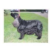 Short Bark And Sides Billericay Essex Logo 