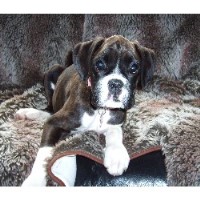 The Doghouse Leeds West Yorkshire Logo 