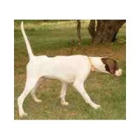 Southsea & Iow Domestic Cleaning&dog Walking Ryde Isle Of Wight Logo 