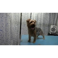 Allstar Dog Grooming Middlesmoor, Tamworth Staffordshire Logo 