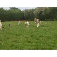 Pack Anticks Kenilworth Warwickshire Logo 