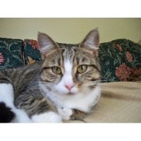 Kazou's Pet Services. Dog Walking. Pet Sitting. Petersfield Hampshire Logo 