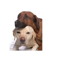 All Woofs N Whiskers Longton Staffordshire Logo 