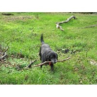 Somerset Pet Sitting And Dog Walking Shepton Mallet Somerset Logo 