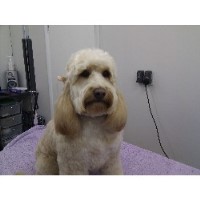 Fur Dog Grooming Preston Lancashire Logo 